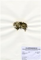 藏品(纖細松藻)的圖片